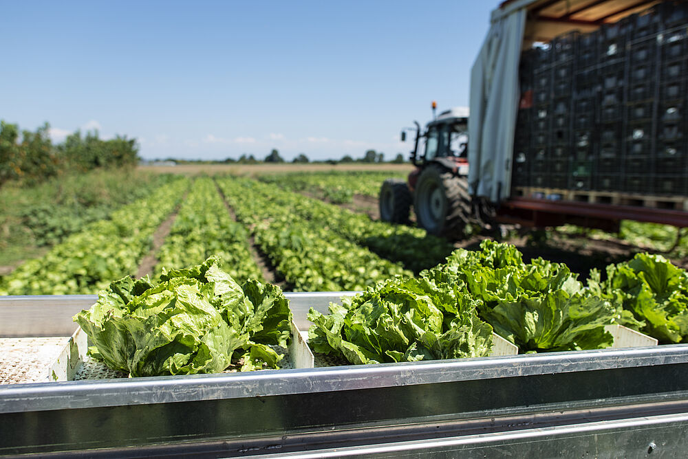 Kopfsalat bei der Ernte im Sommer