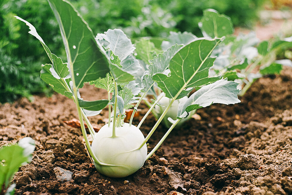 Reifer Kohlrabi vor der Ernte