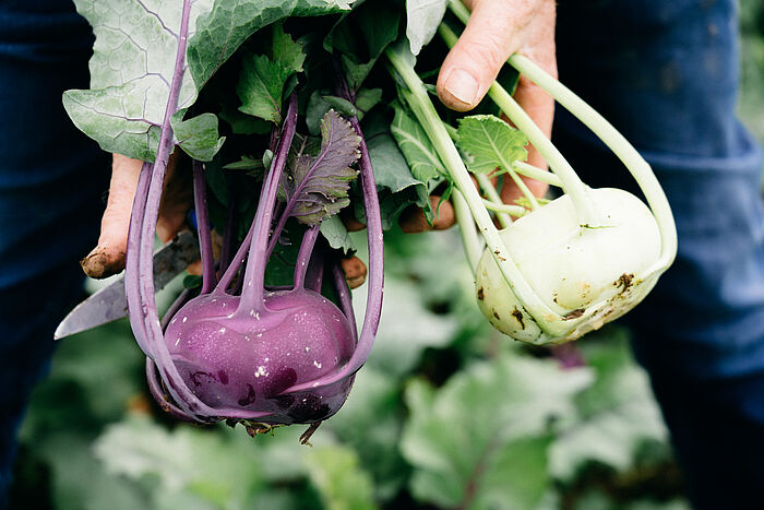Gemüseanbau in Deutschland mit Kohlrabi 