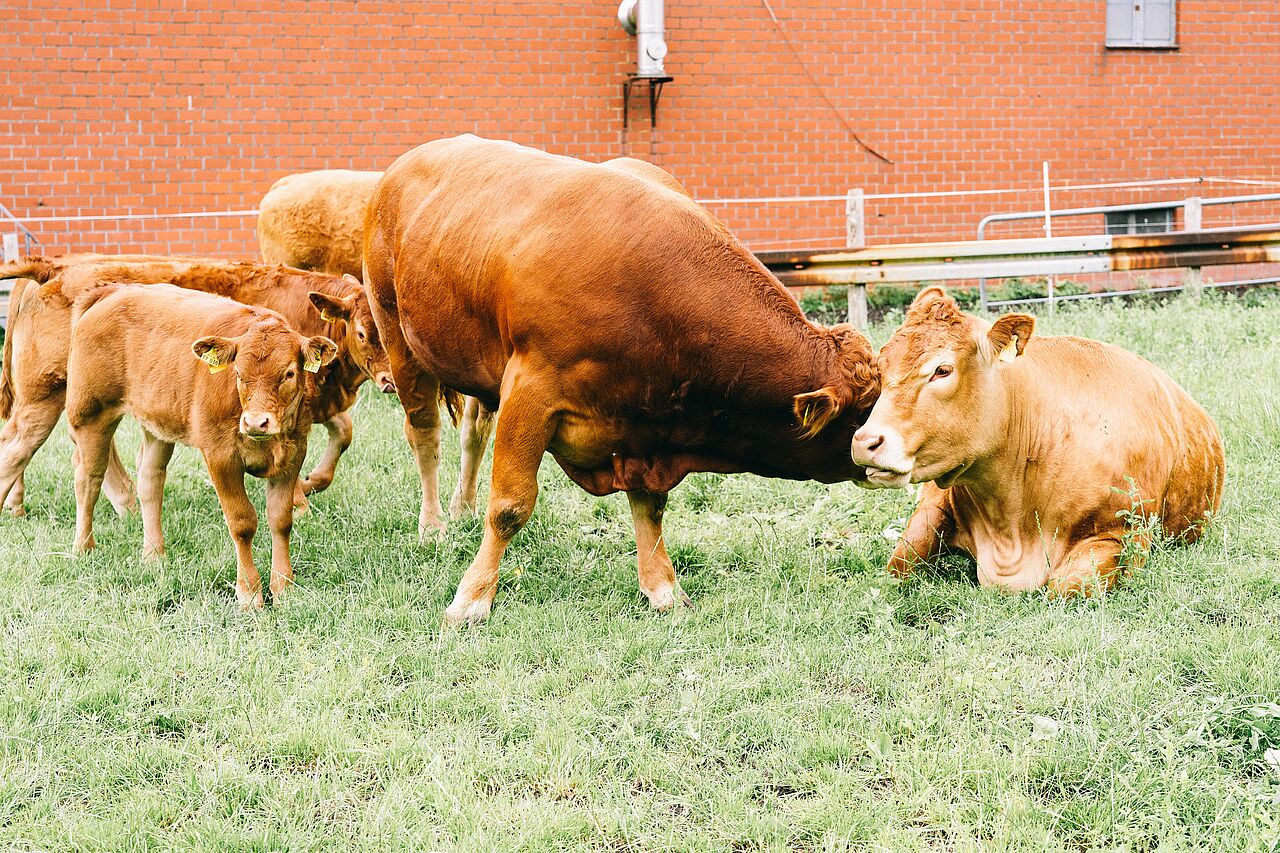 Landwirtschaft in Westfalen Lippe Landwirt Michael Eichoff