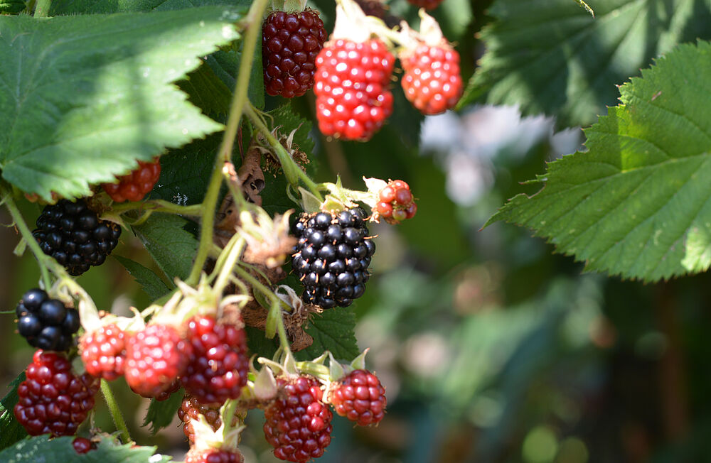 Reife und unreife Brombeeren am Strauch