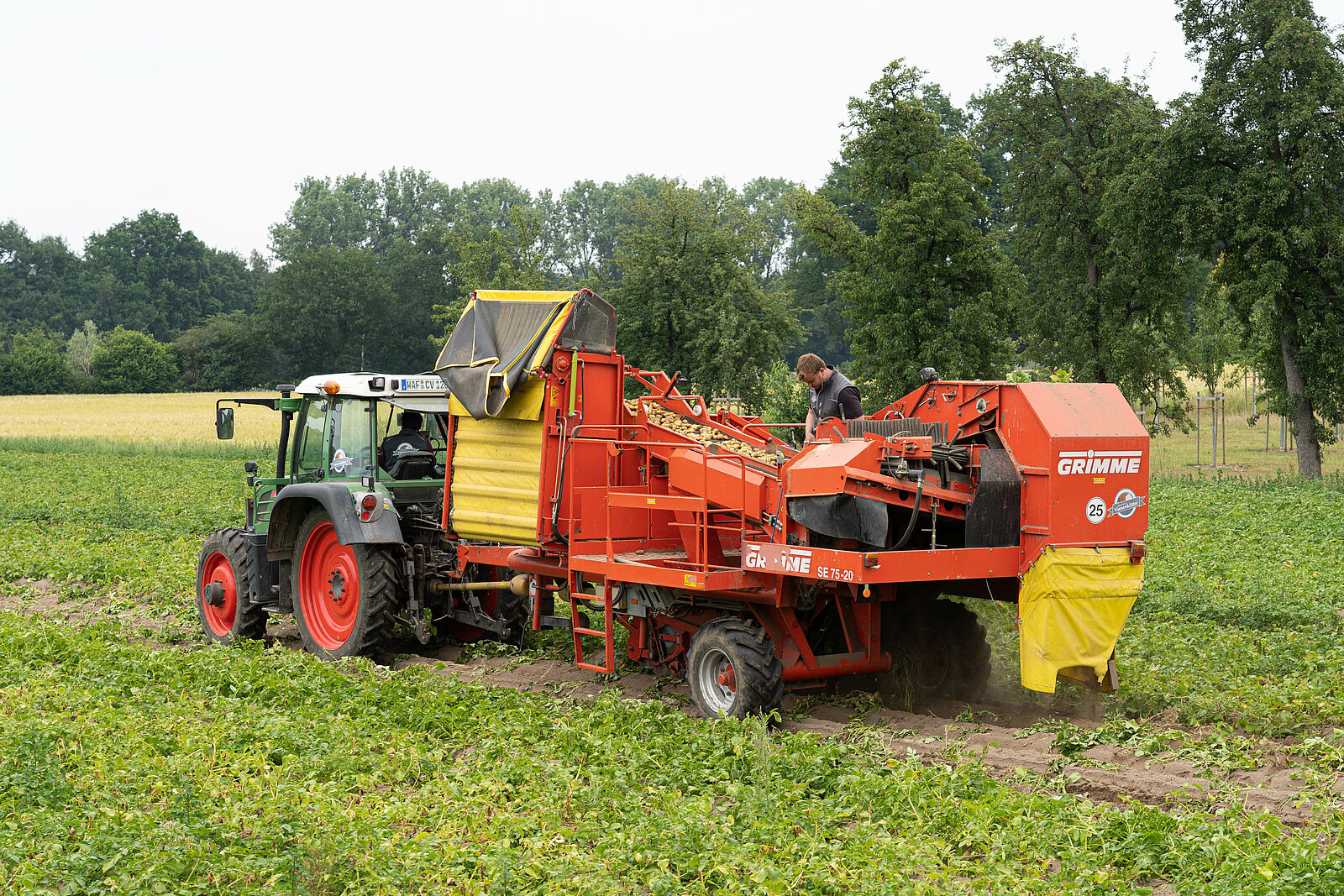 Kartoffelernte regionale Landwirtschaft in Deutschland