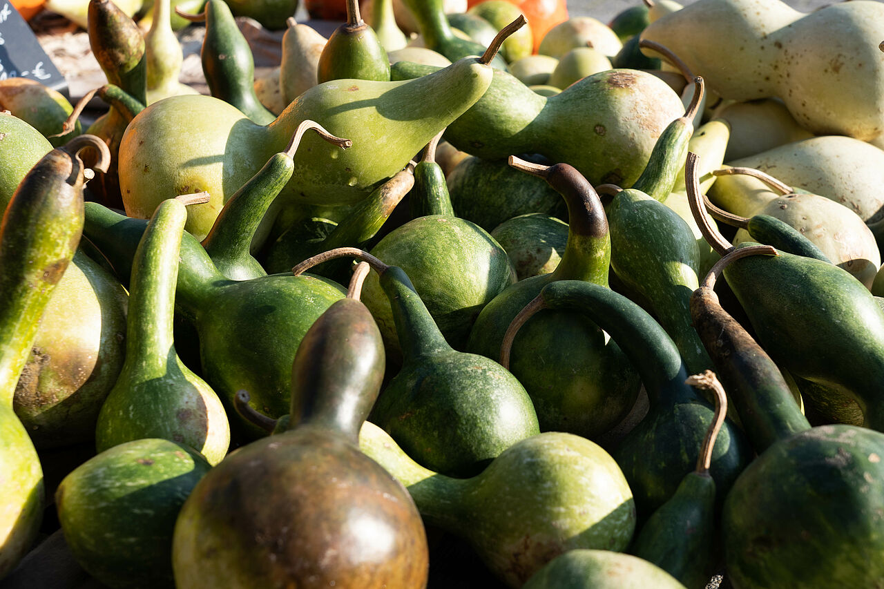 Die Kürbissaison zeigt die große Vielfalt der Formen und Farben der Kürbisse