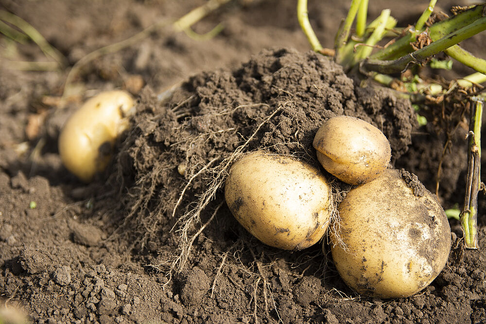 Kartoffeln sind ein sehr vielfältiges Gemüse.