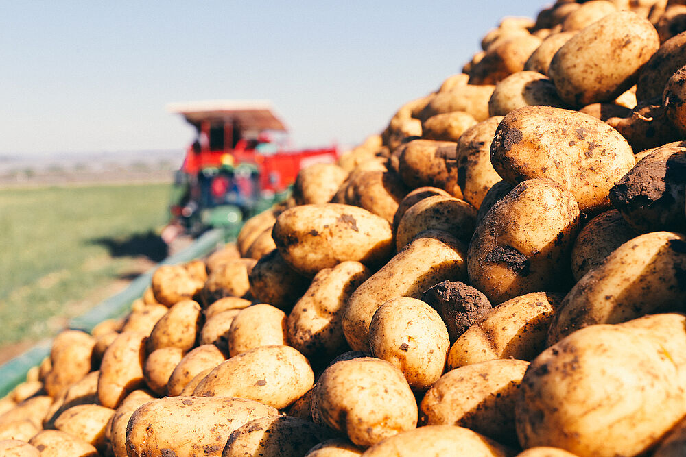Frische Kartoffeln vom Feld