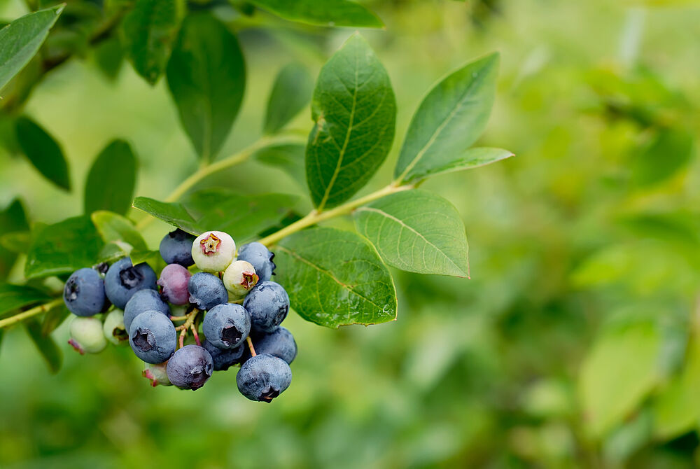 Frische Blaubeeren am Strauch
