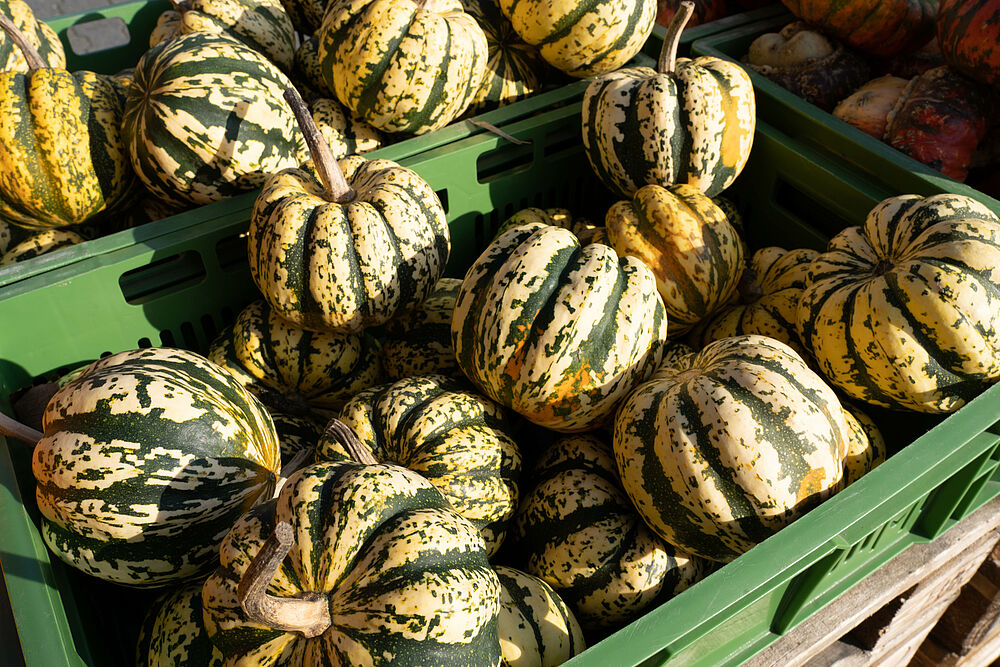 Die Ernte des Kürbis läutet den Herbst ein