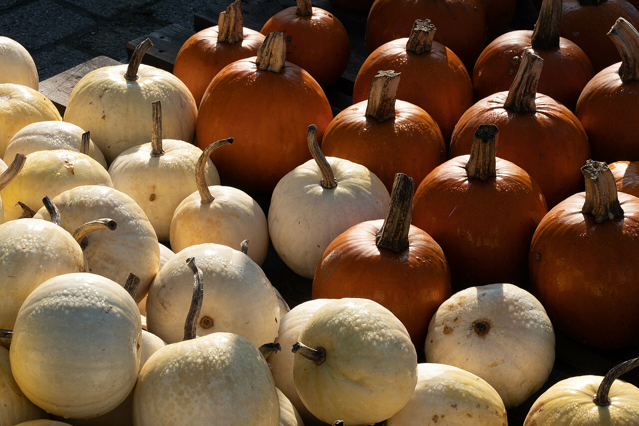 Die Vielfalt der Kürbisse ist besonders im Herbst groß