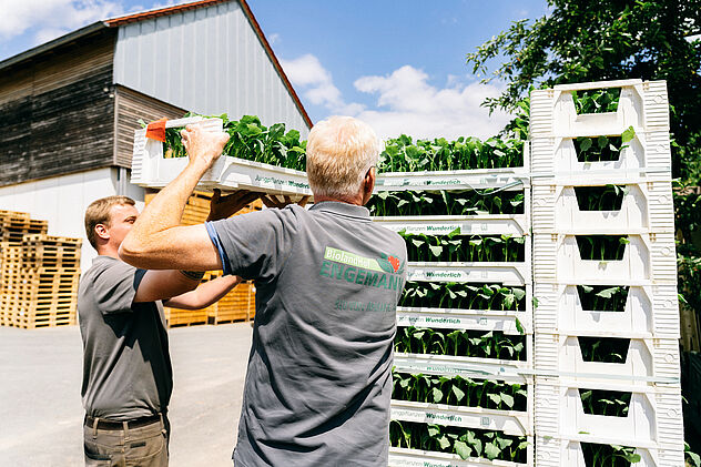 Verladung von Bioland-Erdbeeren für den Verkauf Landwirtschaft in Nordrhein-Westfalen