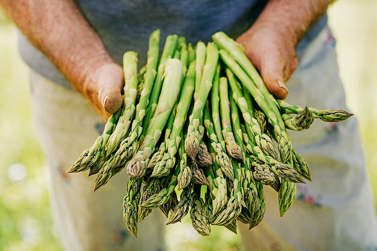 Grüner Spargel nach der Ernte