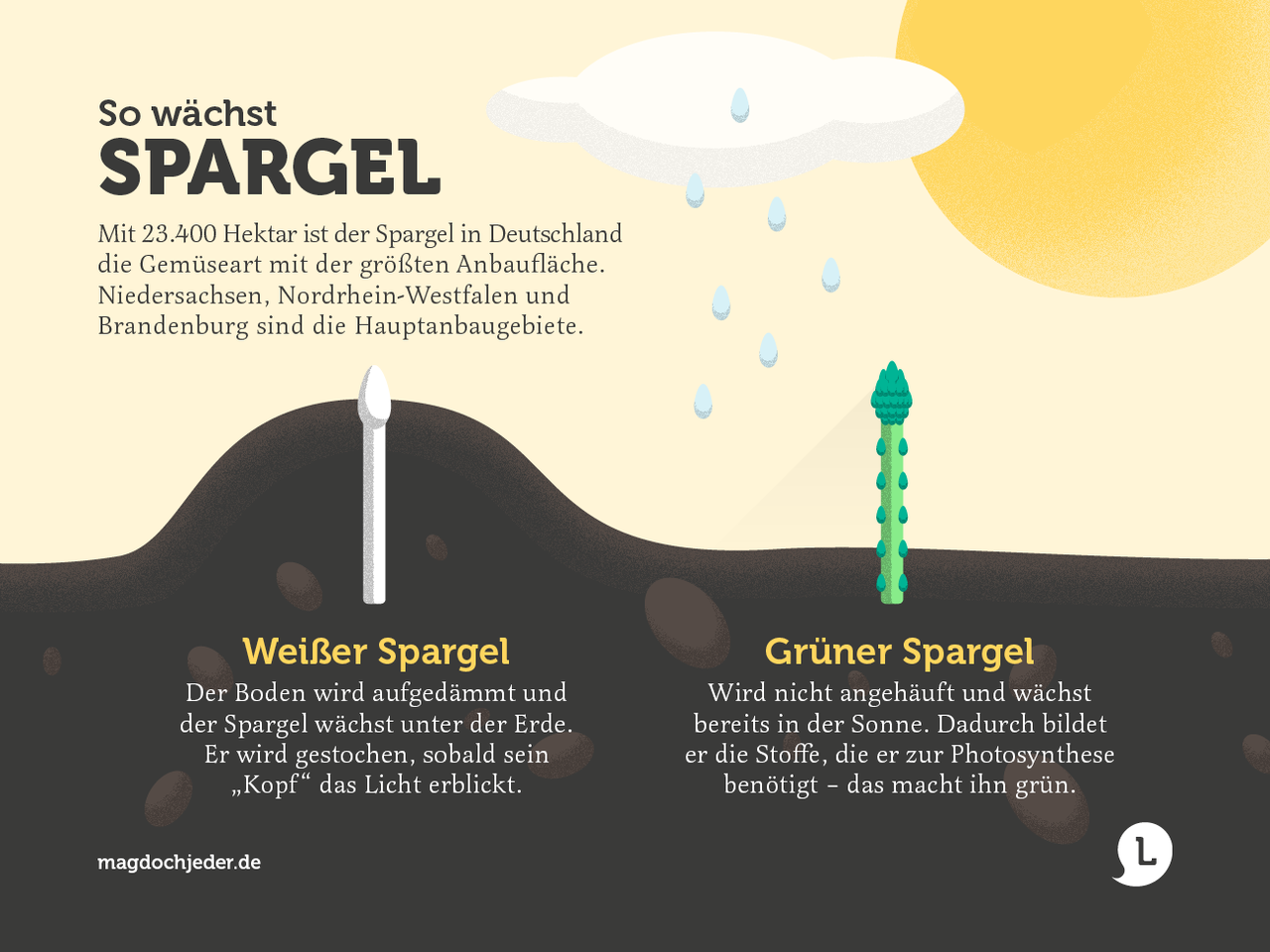 Infografik Unterschied zwischen weißem und grünen Spargel