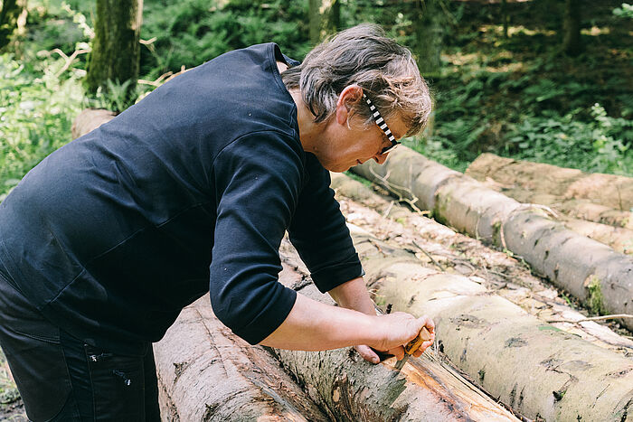 Sichtung der Rinde - Borkenkäfer