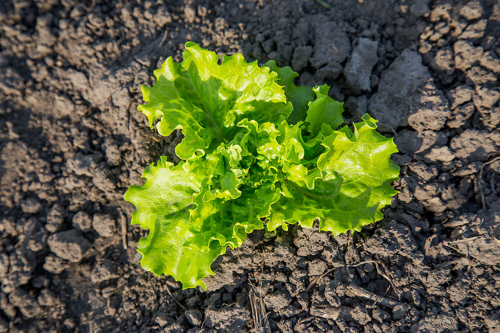 Winterliche Salate bringen uns Frische und wertvolle Vitamine auf den Teller.