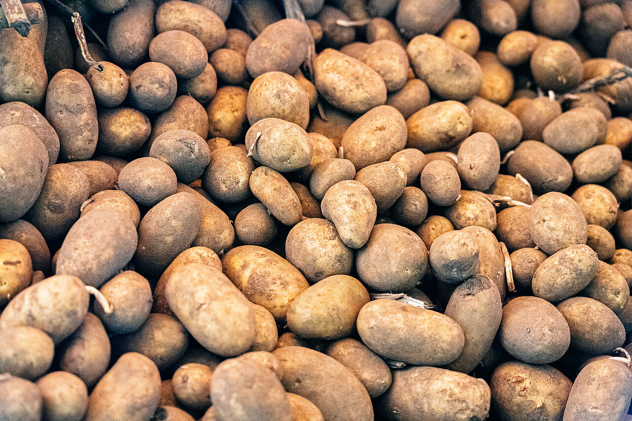Kartoffeln sind ein Teil des Gemüseanbau in Deutschland 