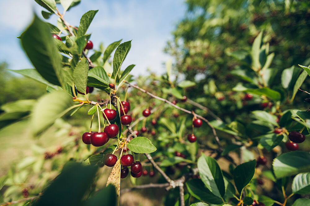 Kirschen gehören einfach zum Sommer dazu