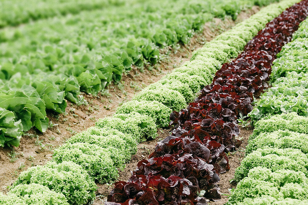 Verschiedene Salate im Freilandanbau
