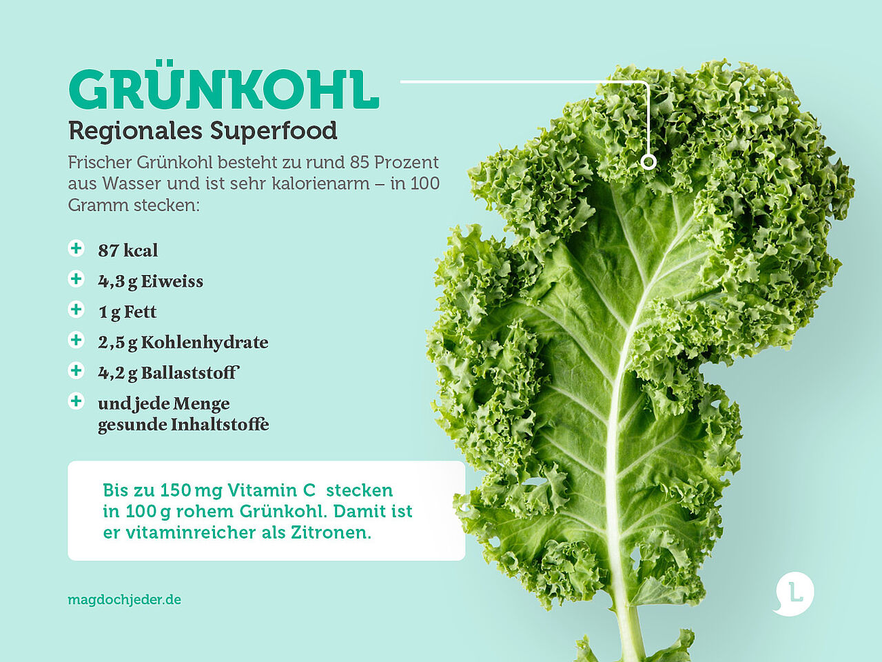 Inhaltstoffe von Grünkohl Infografik 
