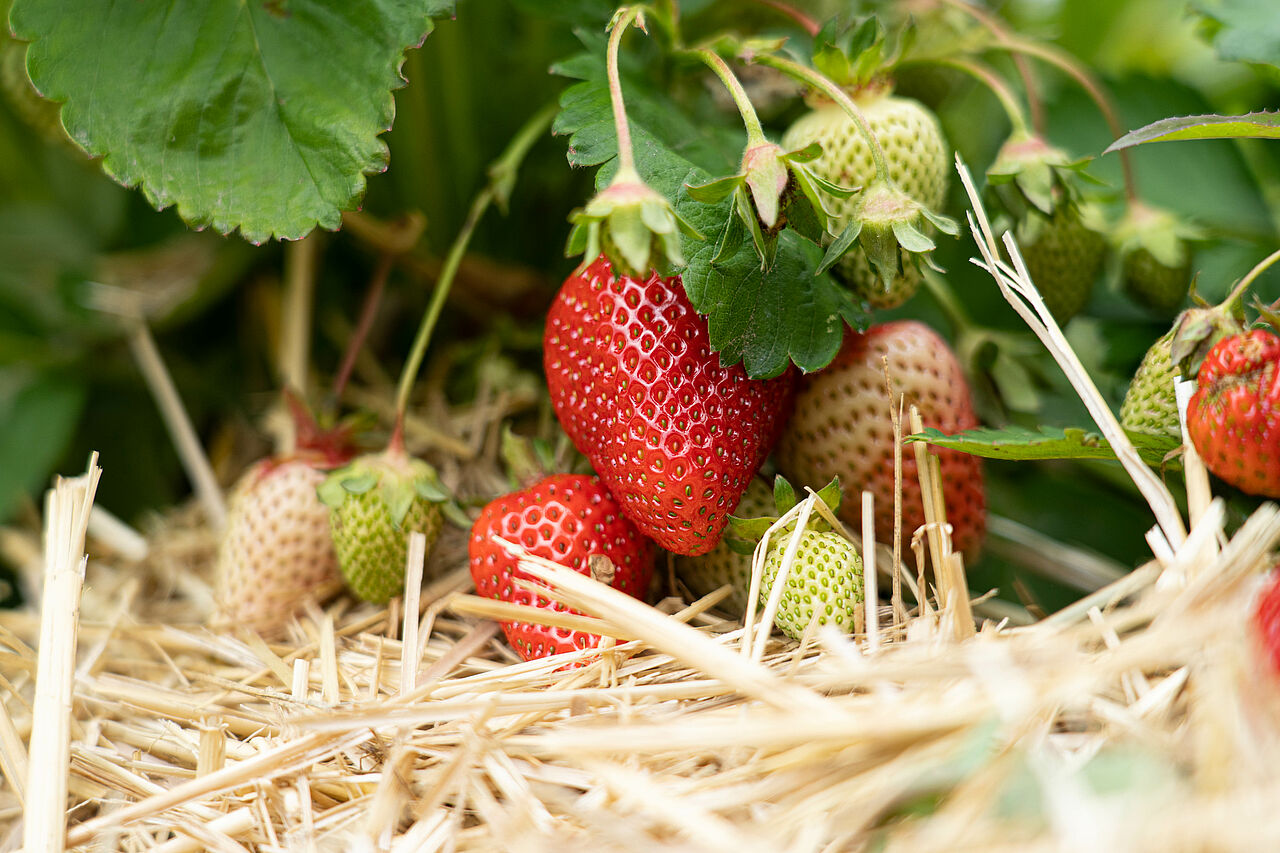Erdbeeren auf dem Feld
