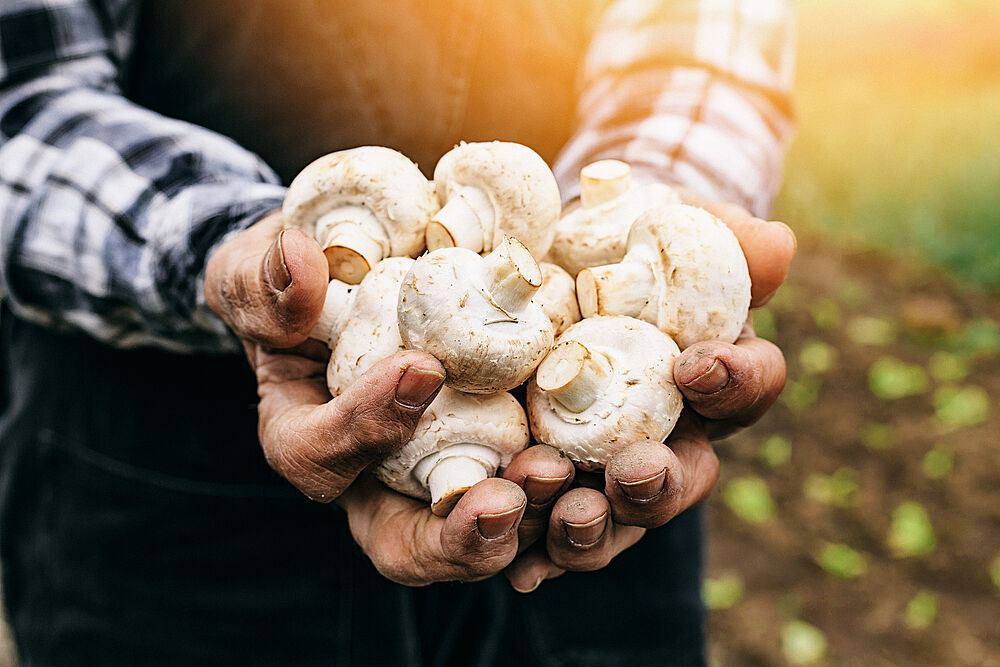 Champignons im Saisonkalender Oktovber