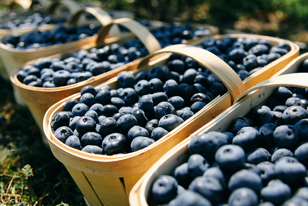 Blaubeeren im Korb 